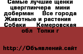 Самые лучшие щенки цвергпинчера (мини доберман) - Все города Животные и растения » Собаки   . Кемеровская обл.,Топки г.